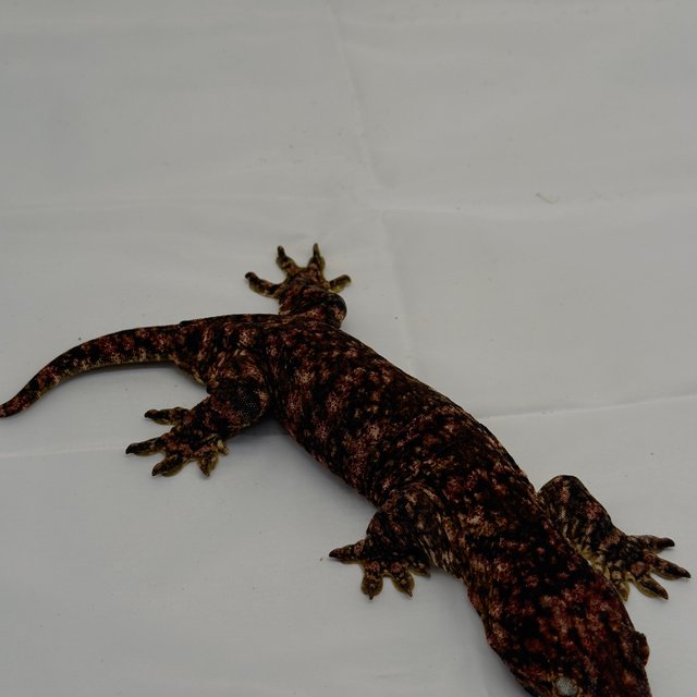 하이 컬러 카나와