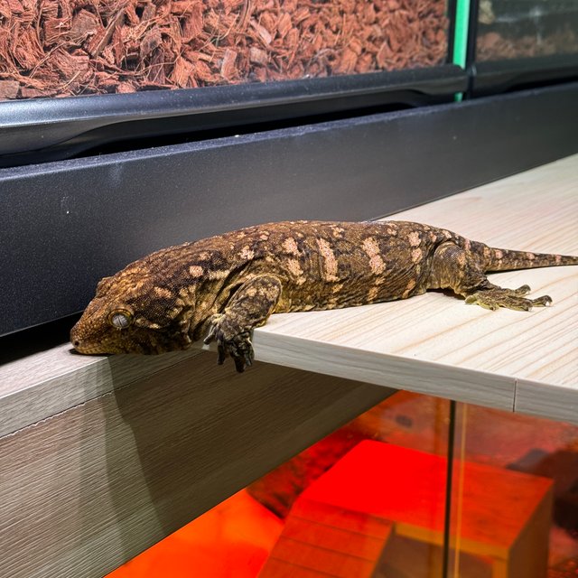 하키토 헷 멜라니스틱 GTX GT