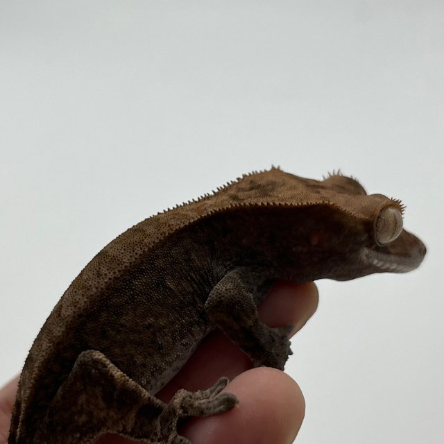 다크 챠콜 카푸치노