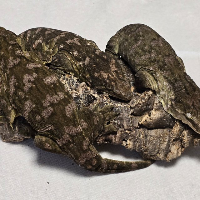 멜라니스틱 헷 멜라니스틱