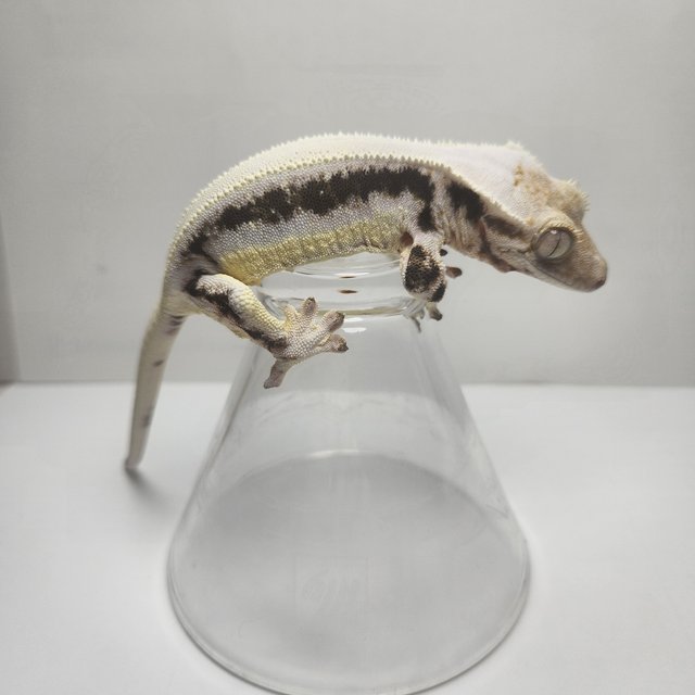 릴리화이트 솔리드백