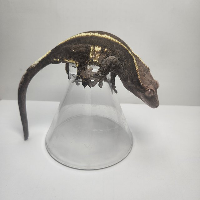 카푸치노 핀스트라이프 화이트포트홀