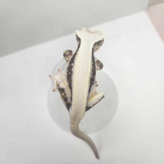 릴리화이트 솔리드백