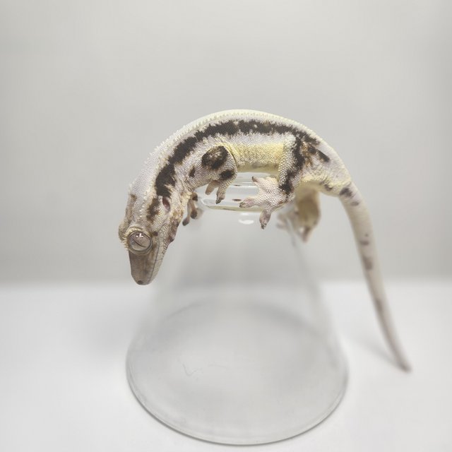 릴리화이트 솔리드백