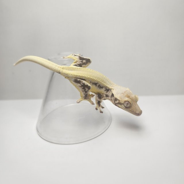 릴리화이트 솔리드백