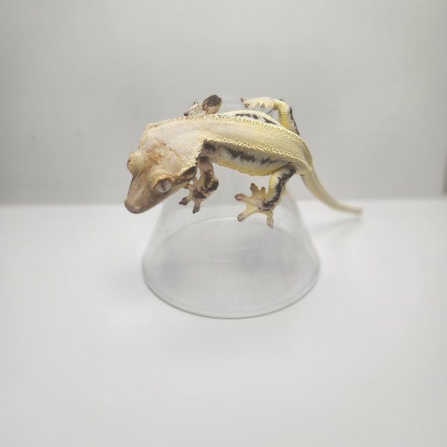 릴리화이트 솔리드백