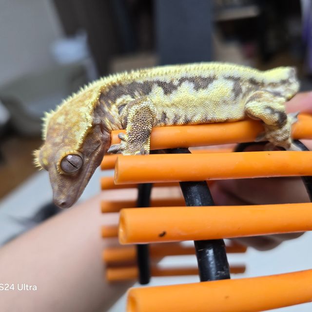 프라푸치노