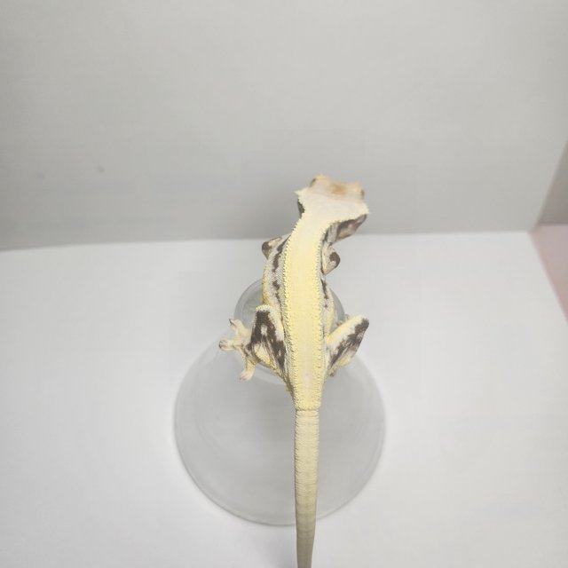 릴리화이트 솔리드백