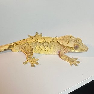 크림시클 트라이 익스트림할리퀸
