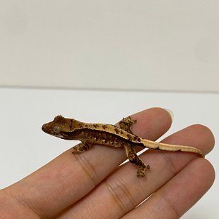 트라이 익스트림할리퀸