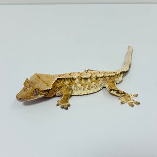 트라이 익스트림할리퀸