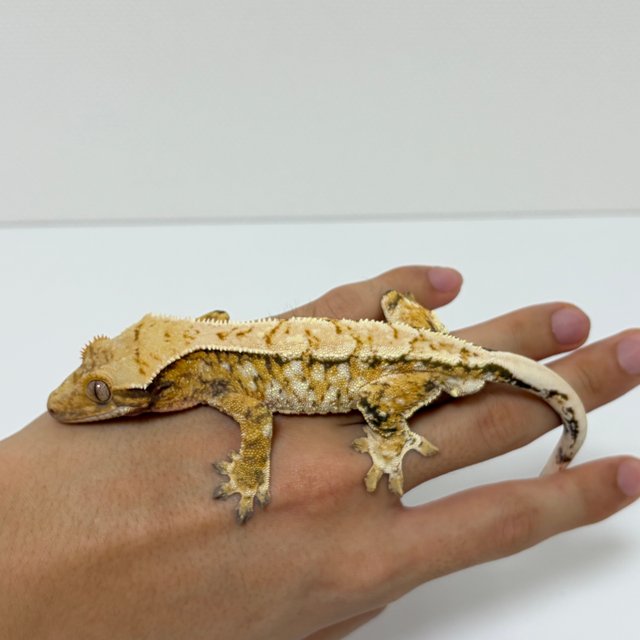 트라이 익스트림할리퀸