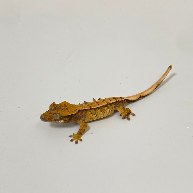 텐저린 트라이 익스트림할리퀸