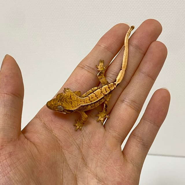 텐저린 트라이 익스트림할리퀸