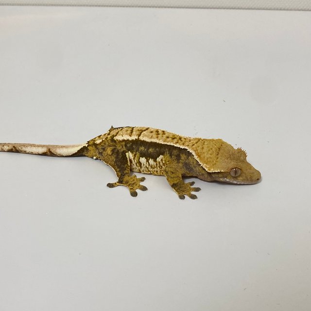 트라이 익스트림할리퀸