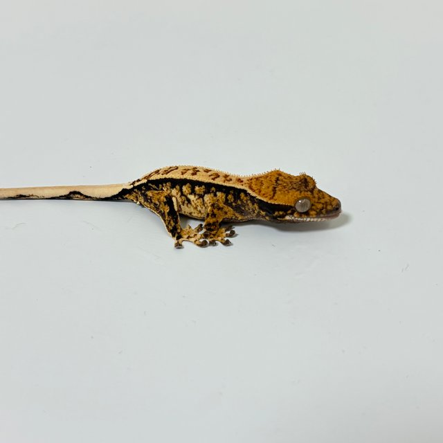 트라이 익스트림할리퀸