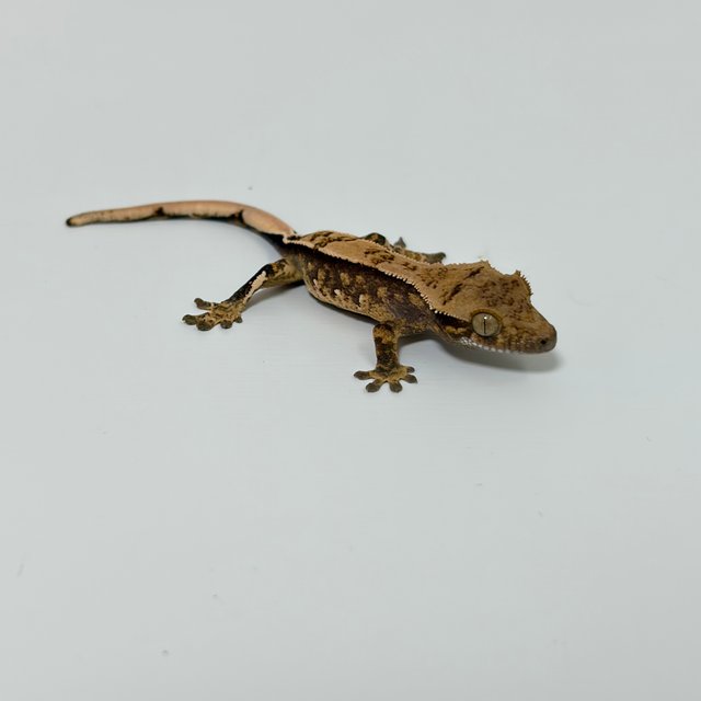 트라이 익스트림할리퀸