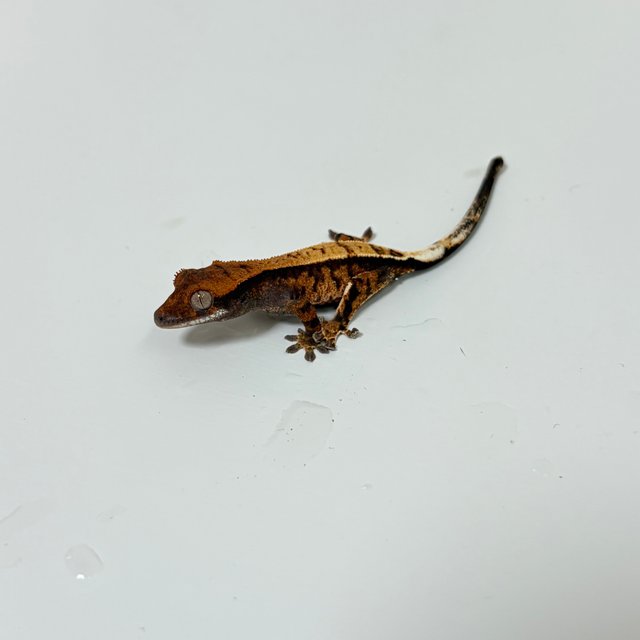 카푸치노 트라이