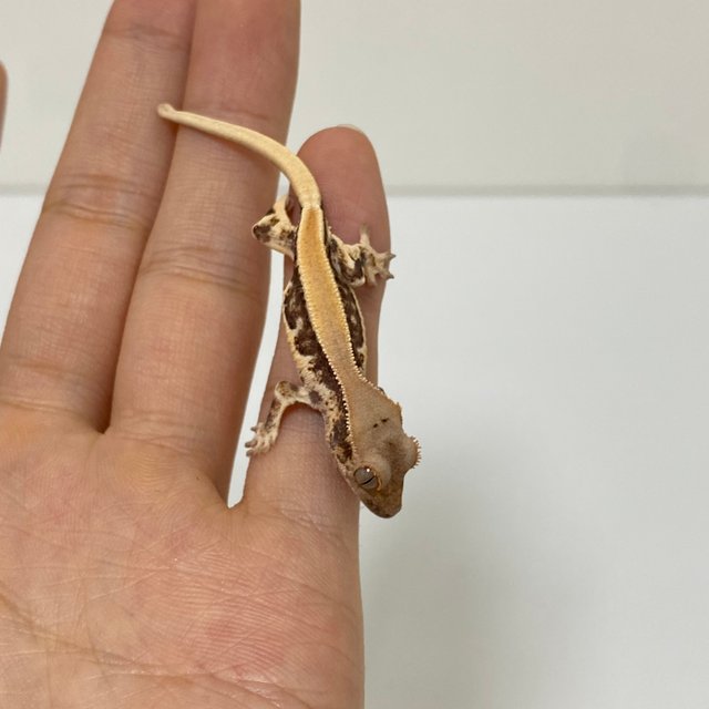 프라푸치노 솔리드백