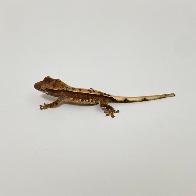 트라이 익스트림할리퀸