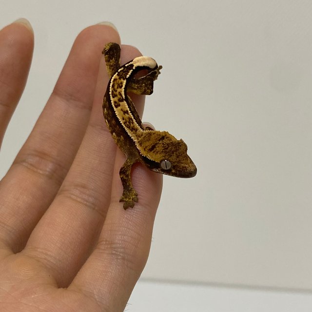 트라이 익스트림할리퀸