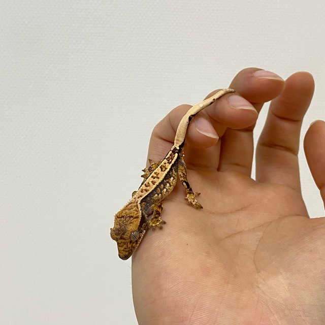 트라이 익스트림할리퀸