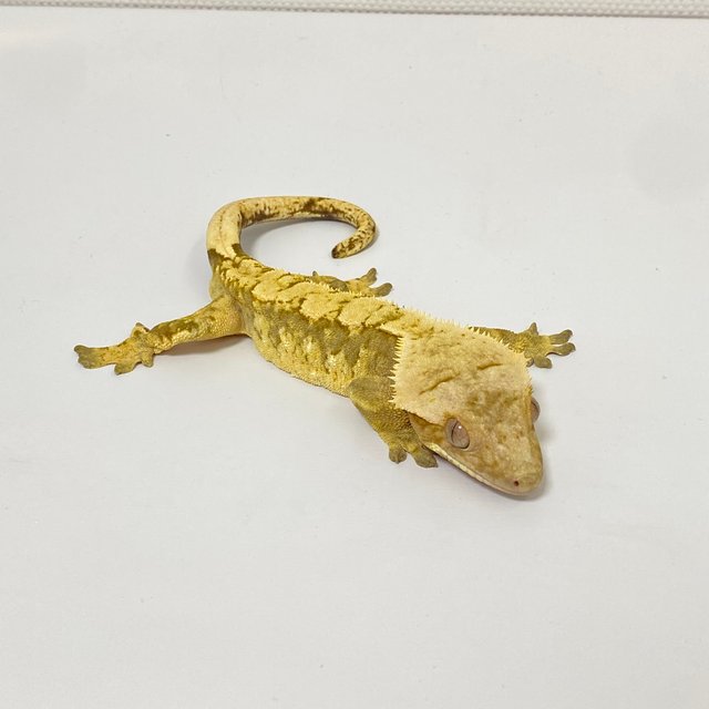 크림시클 트라이 익스트림할리퀸