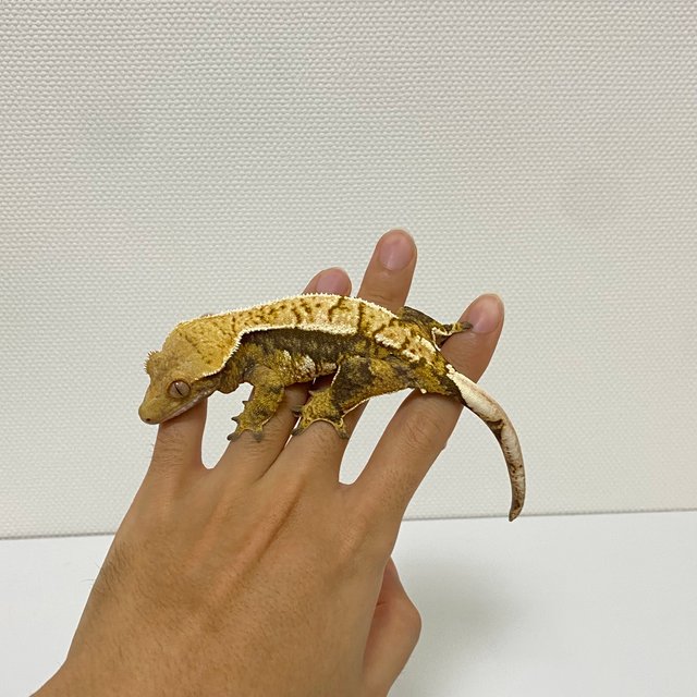 트라이 익스트림할리퀸