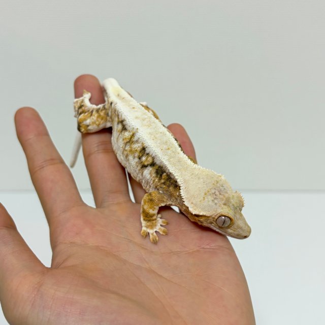 릴리화이트 솔리드백