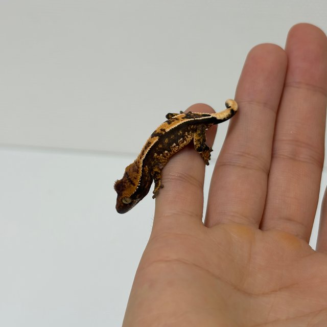 트라이 익스트림할리퀸