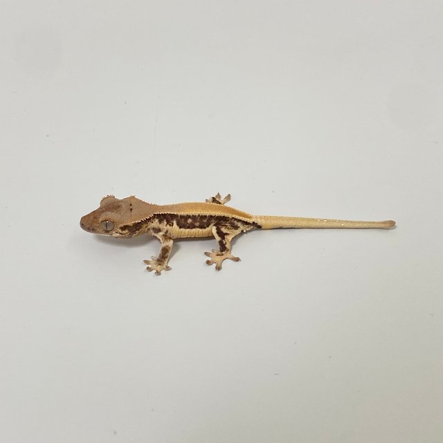 프라푸치노 솔리드백