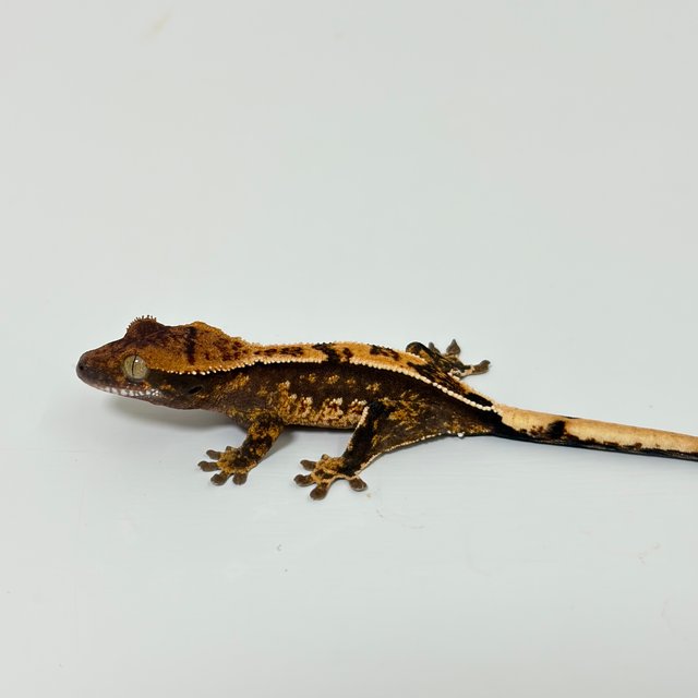 트라이 익스트림할리퀸