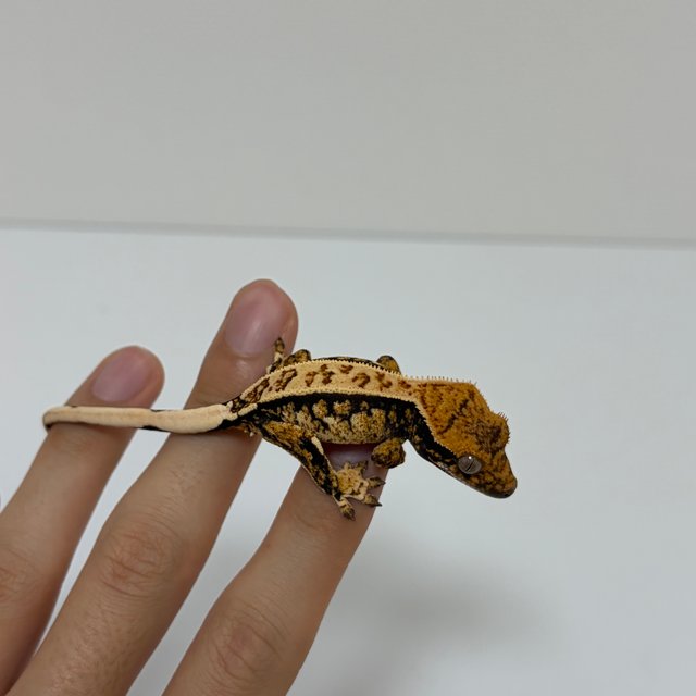 트라이 익스트림할리퀸