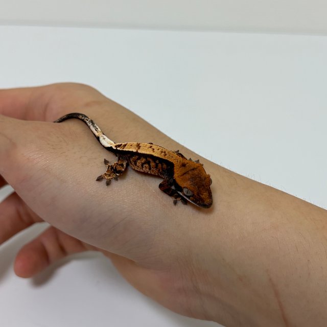 카푸치노 트라이