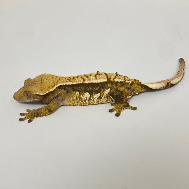 트라이 익스트림할리퀸