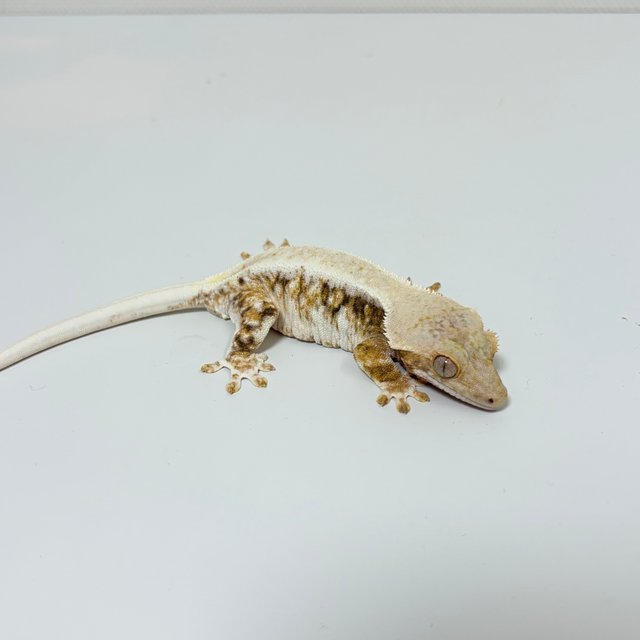 릴리화이트 솔리드백