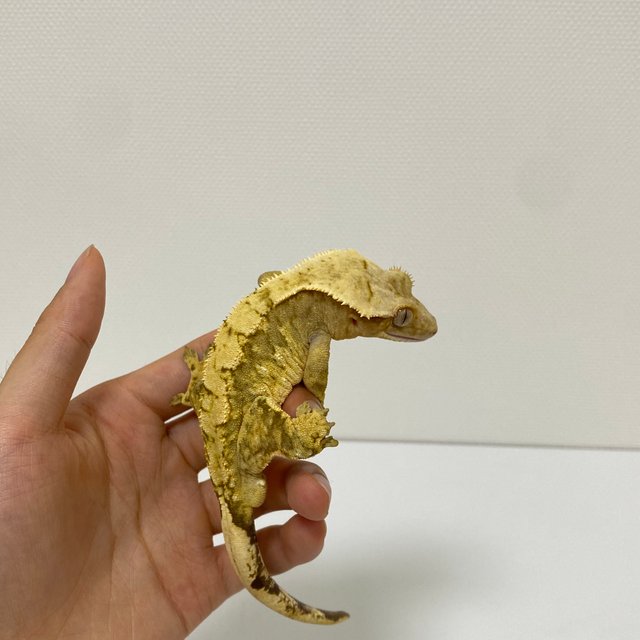 크림시클 트라이 익스트림할리퀸