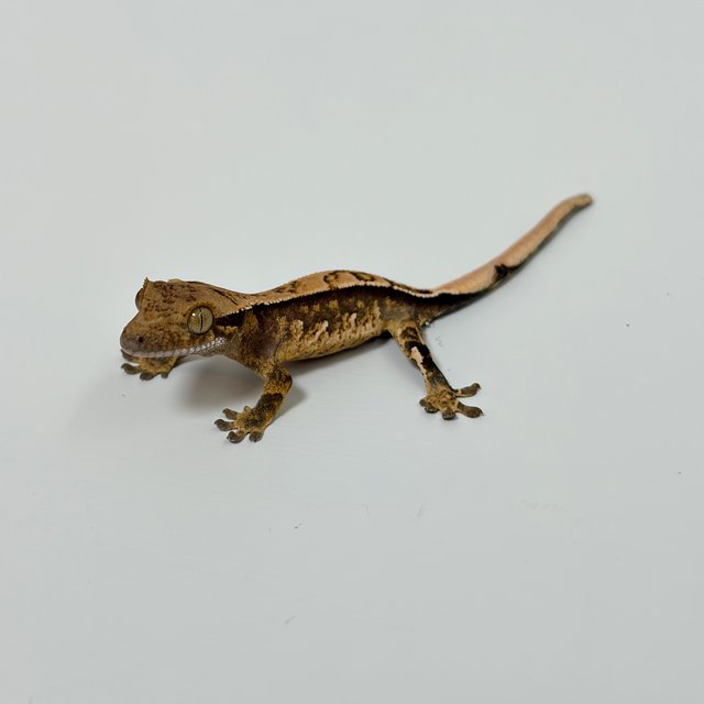 트라이 익스트림할리퀸