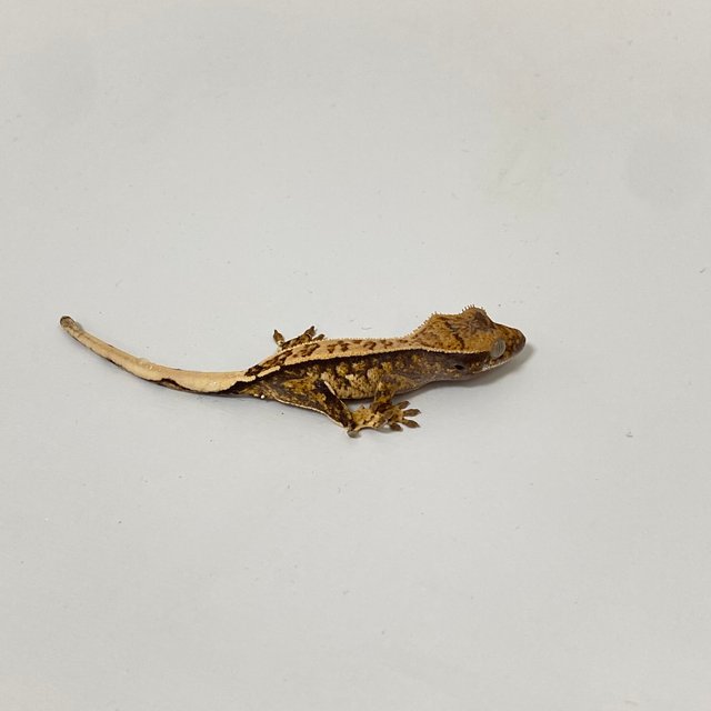 트라이 익스트림할리퀸