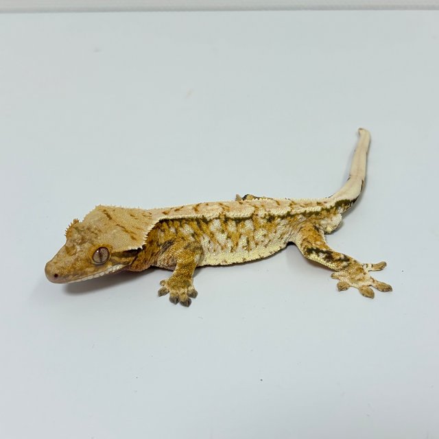 트라이 익스트림할리퀸