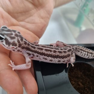 슈퍼스노우 블랙나이트