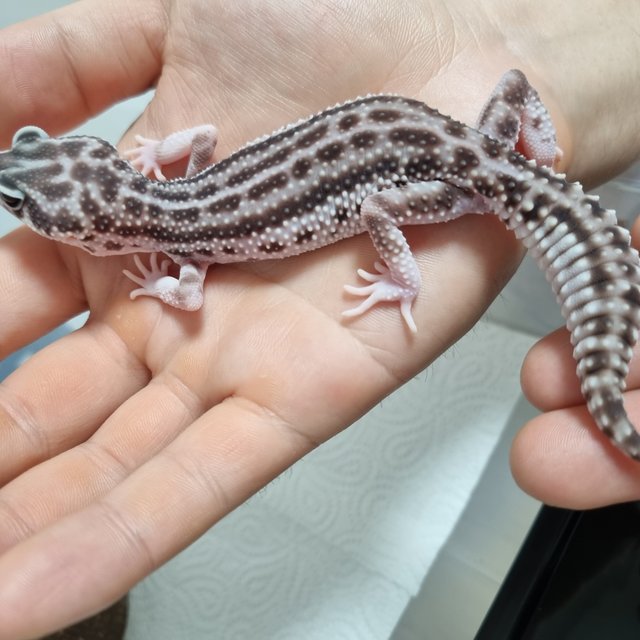 슈퍼스노우 블랙나이트