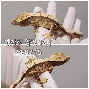 100%헷아잔틱