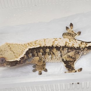 트라이 익스트림할리퀸