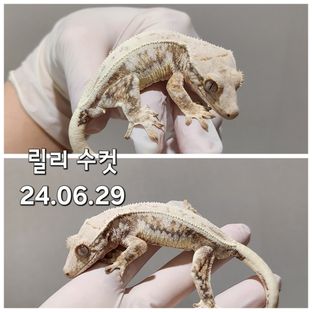 릴리화이트