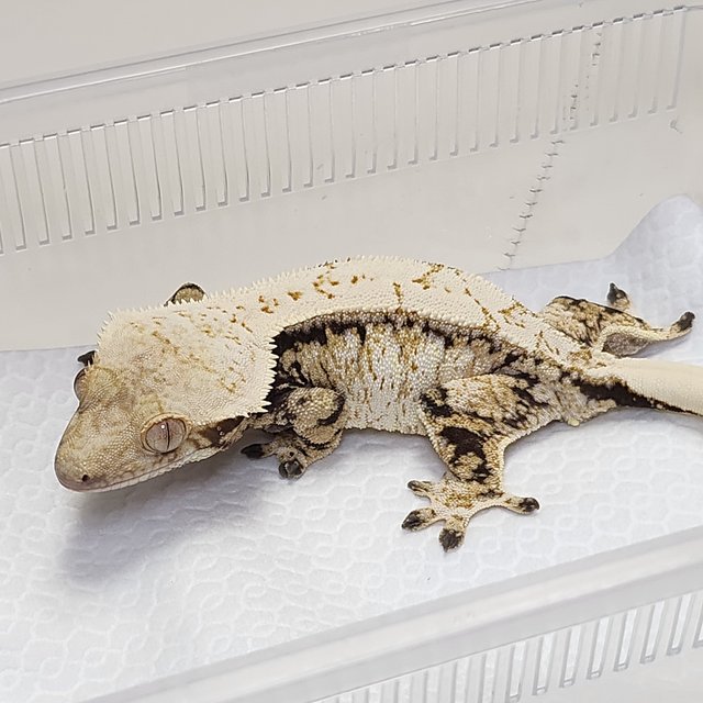 노멀 드리피 화이트스팟