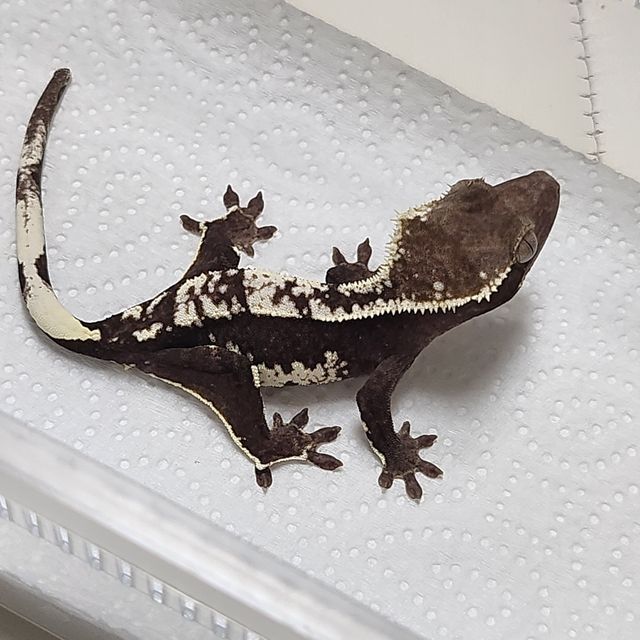 아잔틱