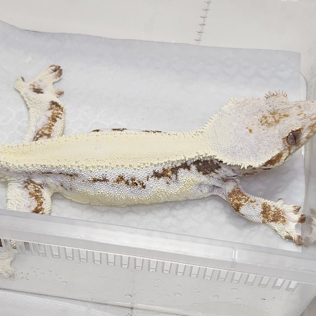 릴리화이트 솔리드백 풀핀