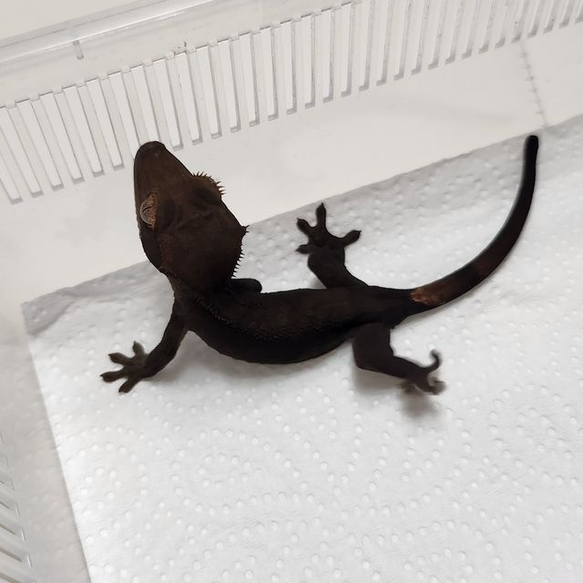 알티 챠콜