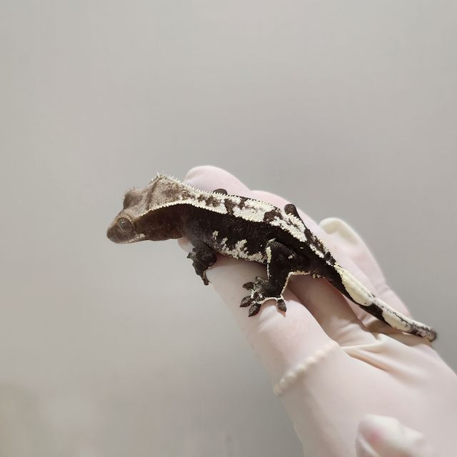 아잔틱